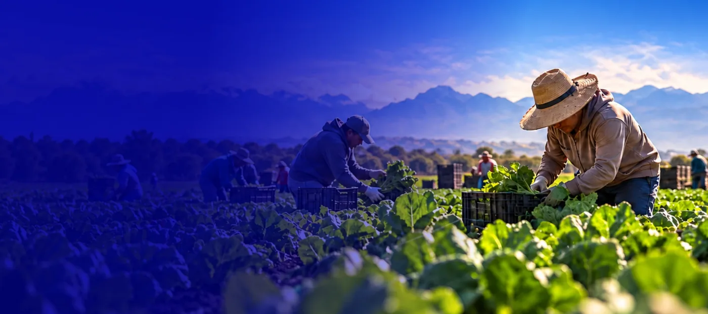 Farm workers harvesting leafy greens in a field